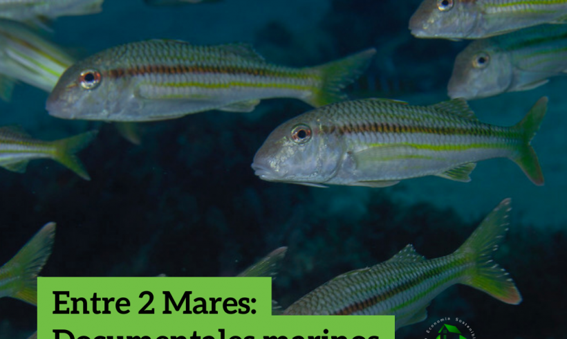 La empresa de estudios medioambientales e imagen submarina, Entre2mares, planifica y produce sus documentales marinos desde Busot, en el interior de Alicante